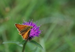 David Plant Photography - Wildlife Photographer - Small skipper - A